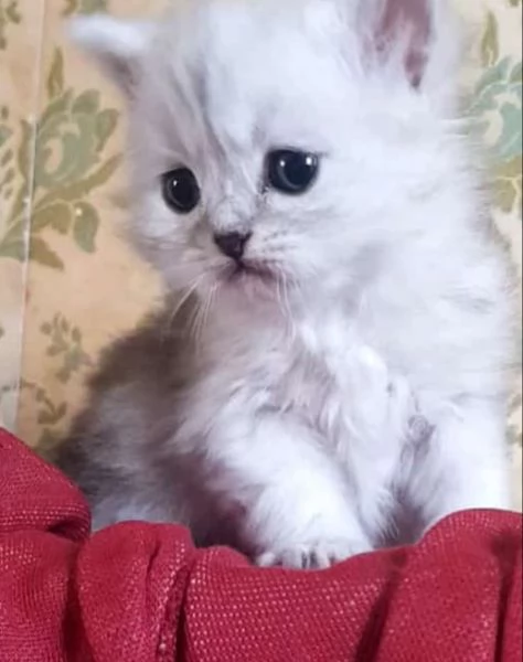 Cucciolo di persiani normotipici maschio  | Foto 3