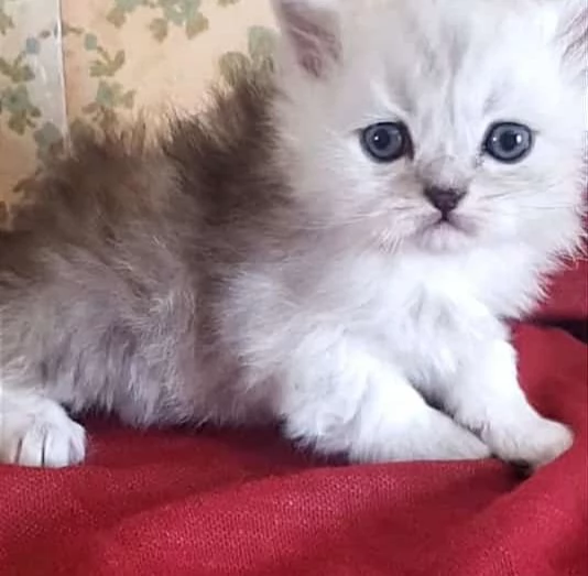 Cucciolo di persiani normotipici maschio  | Foto 2