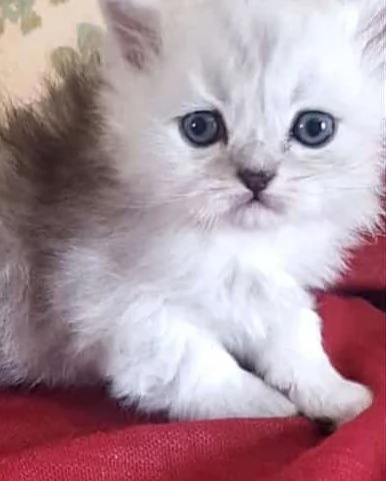 Cucciolo di persiani normotipici maschio  | Foto 1