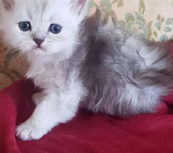 Cucciolo di persiani normotipici maschio 