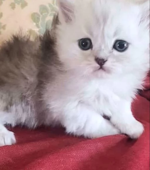 Cucciolo di persiani normotipici maschio  | Foto 0