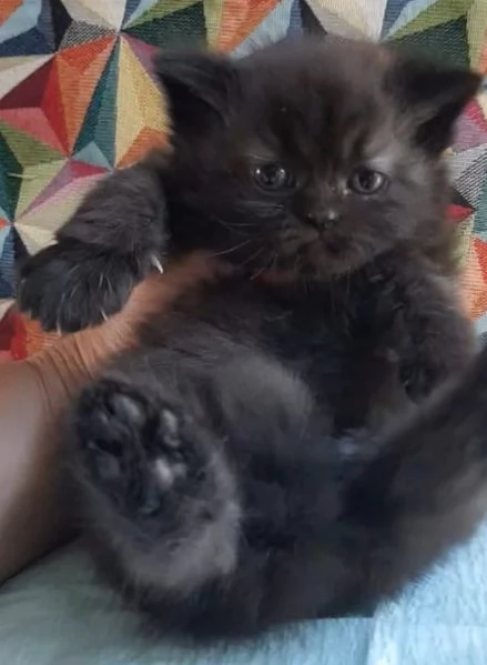 Gattina cucciola di persiani femmina 