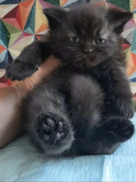 Gattina cucciola di persiani femmina  | Foto 1