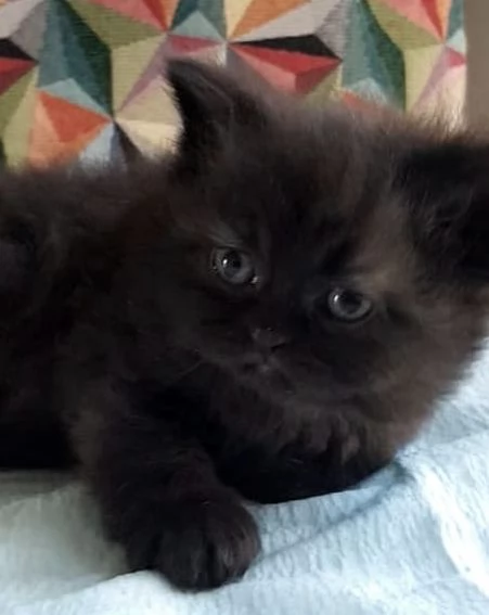 Gattina cucciola di persiani femmina  | Foto 0