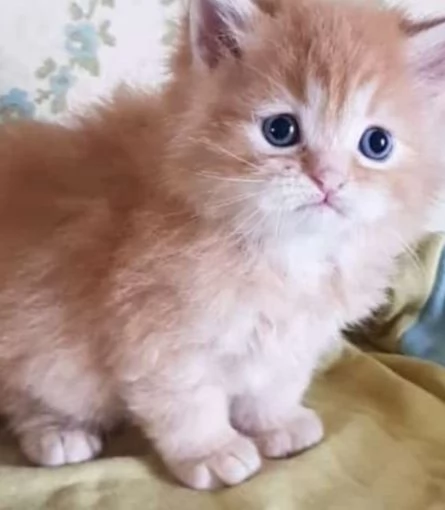Cucciolo maschio di persiani normotipici  | Foto 6