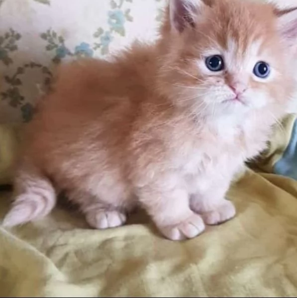 Cucciolo maschio di persiani normotipici  | Foto 5