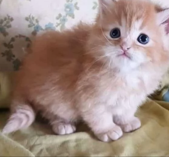 Cucciolo maschio di persiani normotipici  | Foto 4
