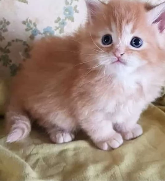 Cucciolo maschio di persiani normotipici  | Foto 3