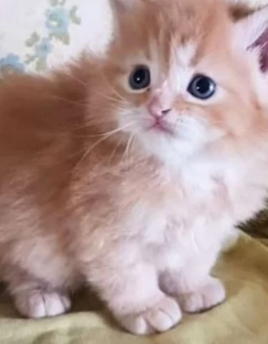 Cucciolo maschio di persiani normotipici 