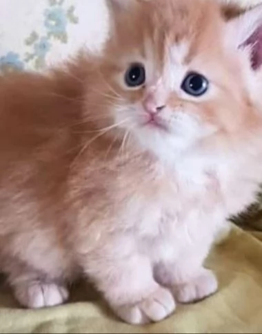Cucciolo maschio di persiani normotipici  | Foto 2