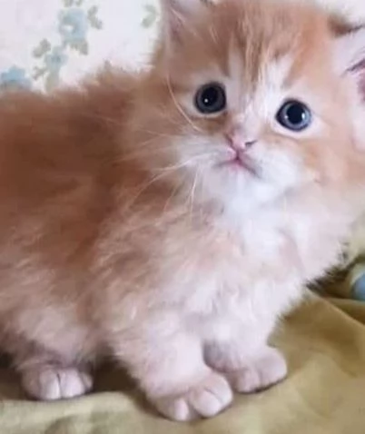 Cucciolo maschio di persiani normotipici  | Foto 1