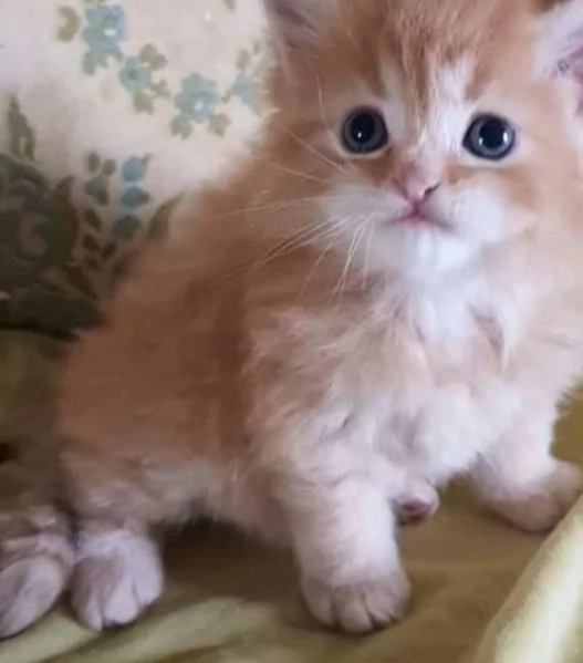 Cucciolo maschio di persiani normotipici  | Foto 0