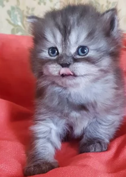Cucciolo maschio di gatti persiani normotipici  | Foto 6