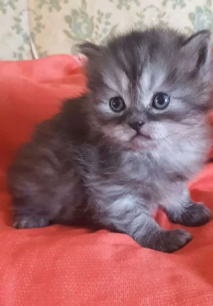 Cucciolo maschio di gatti persiani normotipici  | Foto 5
