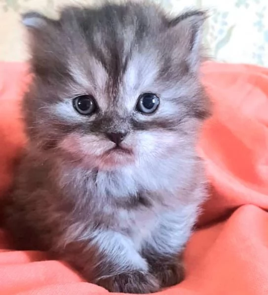 Cucciolo maschio di gatti persiani normotipici  | Foto 4