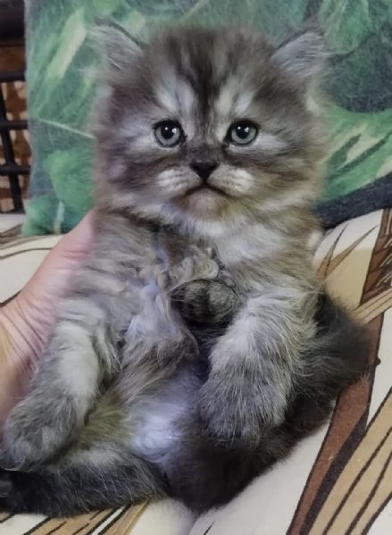 Cucciolo maschio di gatti persiani normotipici  | Foto 3