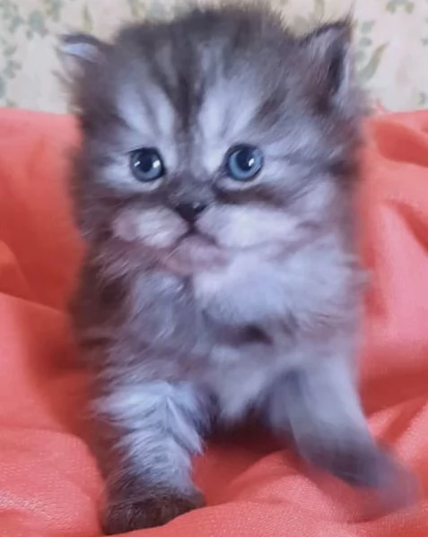 Cucciolo maschio di gatti persiani normotipici 