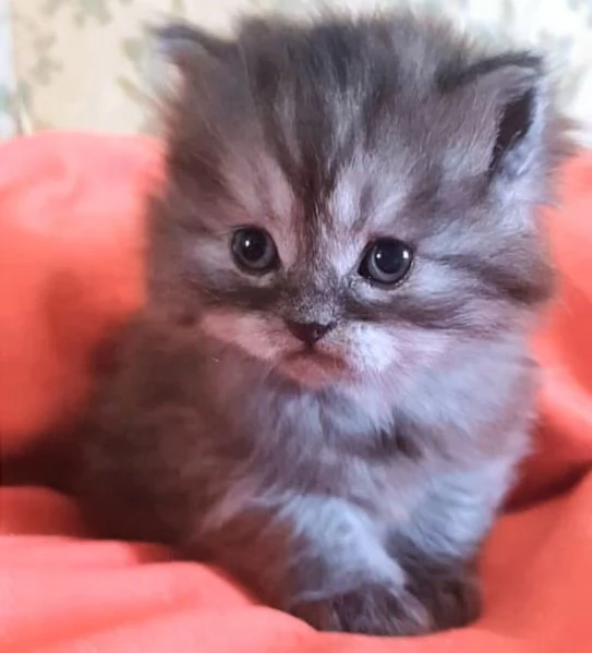 Cucciolo maschio di gatti persiani normotipici  | Foto 2
