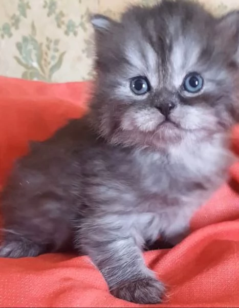 Cucciolo maschio di gatti persiani normotipici  | Foto 1