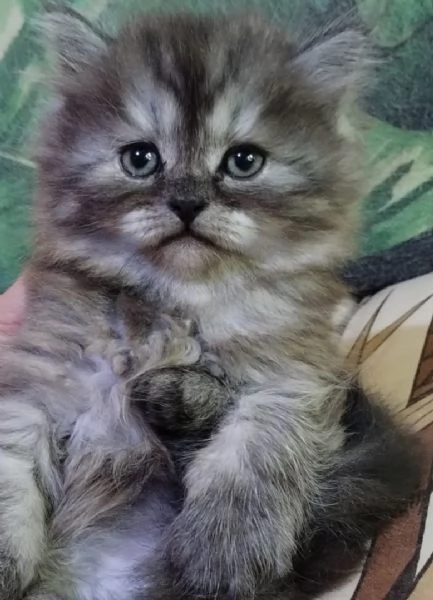 Cucciolo maschio di gatti persiani normotipici  | Foto 0