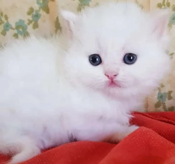 Cucciola femmina di persiani normotipici  | Foto 4