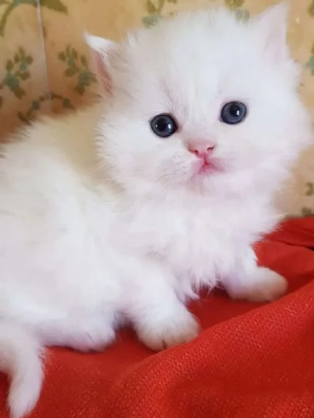 Cucciola femmina di persiani normotipici  | Foto 3
