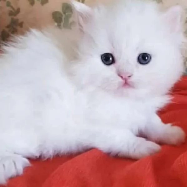 Cucciola femmina di persiani normotipici  | Foto 2