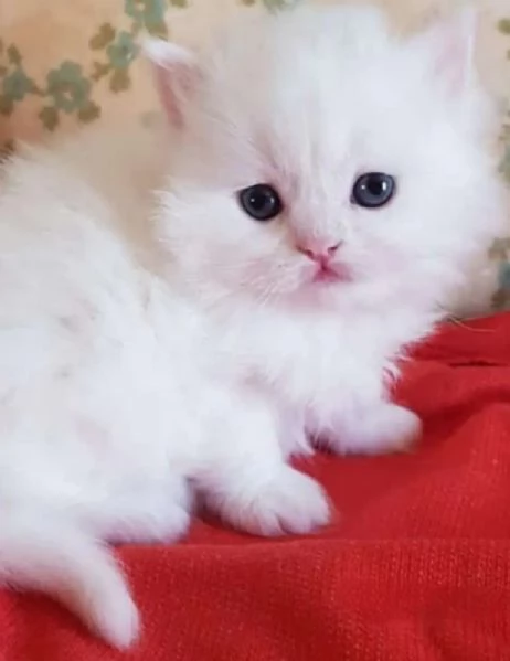 Cucciola femmina di persiani normotipici  | Foto 1