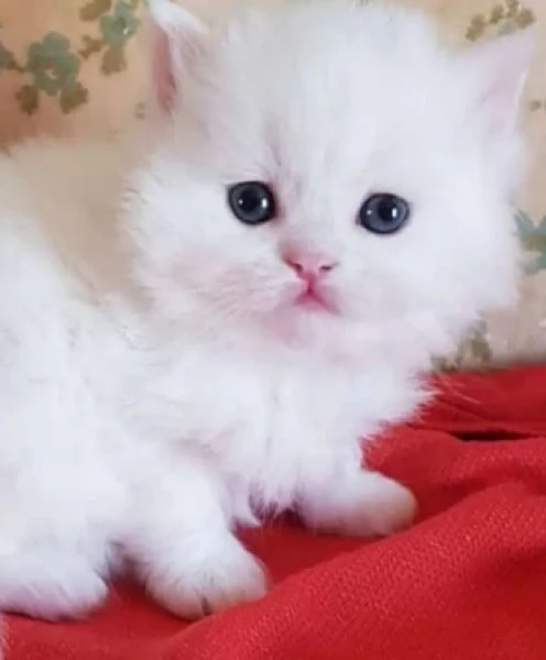 Cucciola femmina di persiani normotipici  | Foto 0