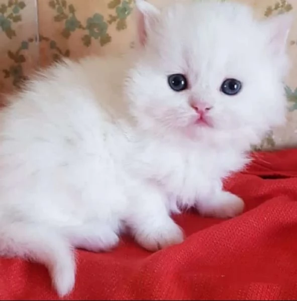 Cucciola femmina di persiani normotipici 