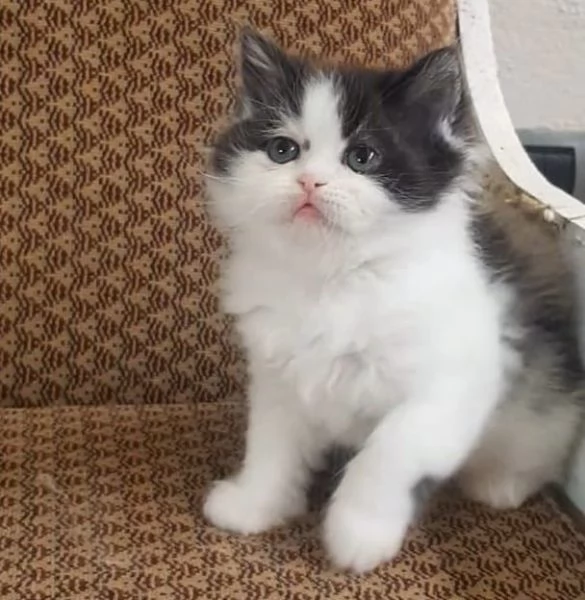 Gattina cucciola di persiani femmina  | Foto 6
