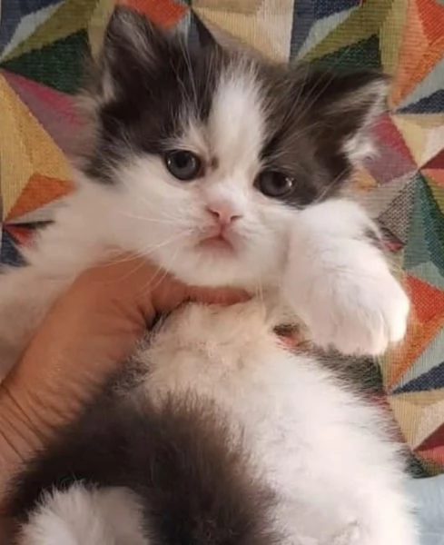 Gattina cucciola di persiani femmina  | Foto 5