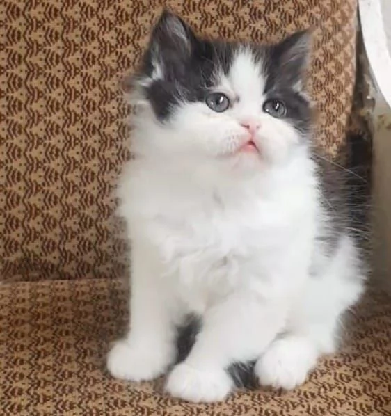 Gattina cucciola di persiani femmina  | Foto 4