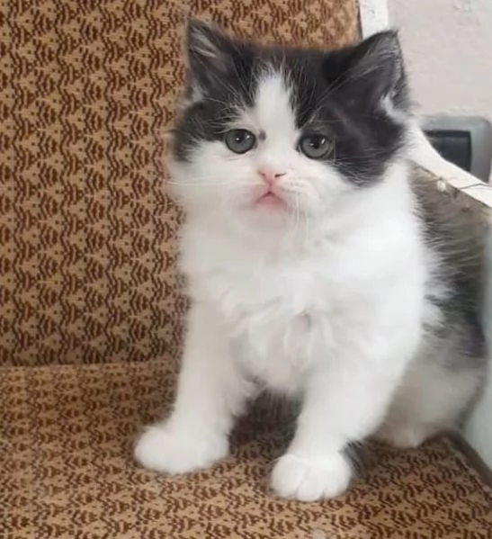 Gattina cucciola di persiani femmina 