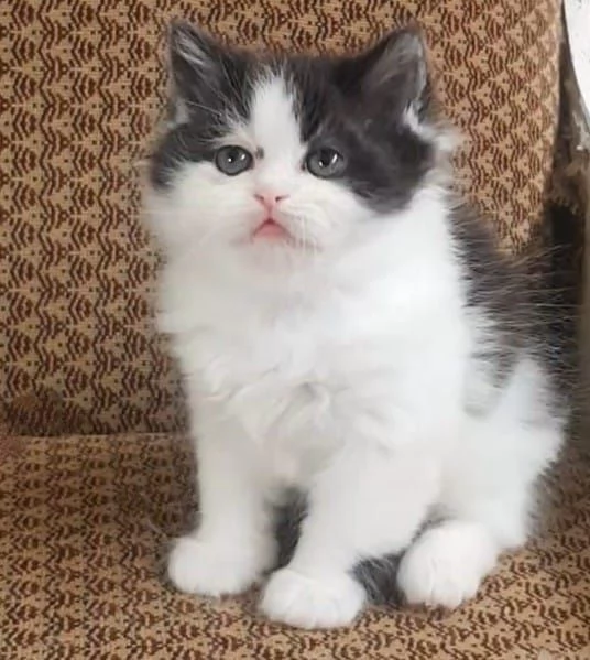 Gattina cucciola di persiani femmina  | Foto 3