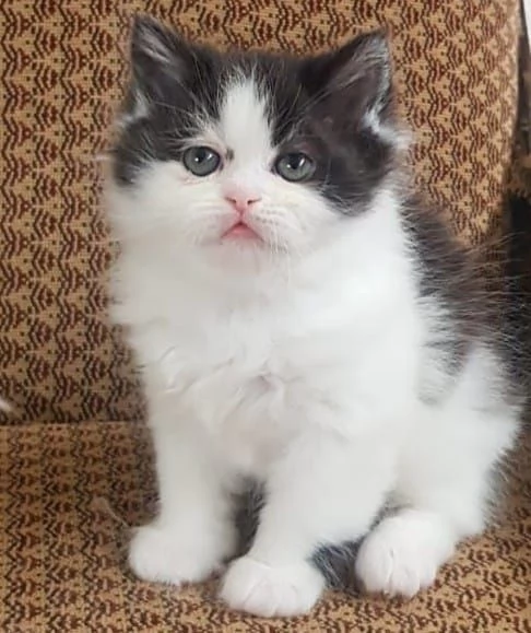 Gattina cucciola di persiani femmina  | Foto 2