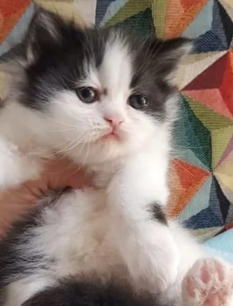 Gattina cucciola di persiani femmina  | Foto 1