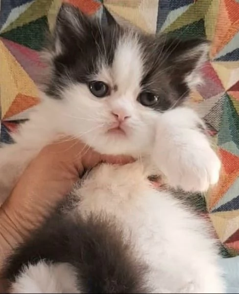 Gattina cucciola di persiani femmina  | Foto 0