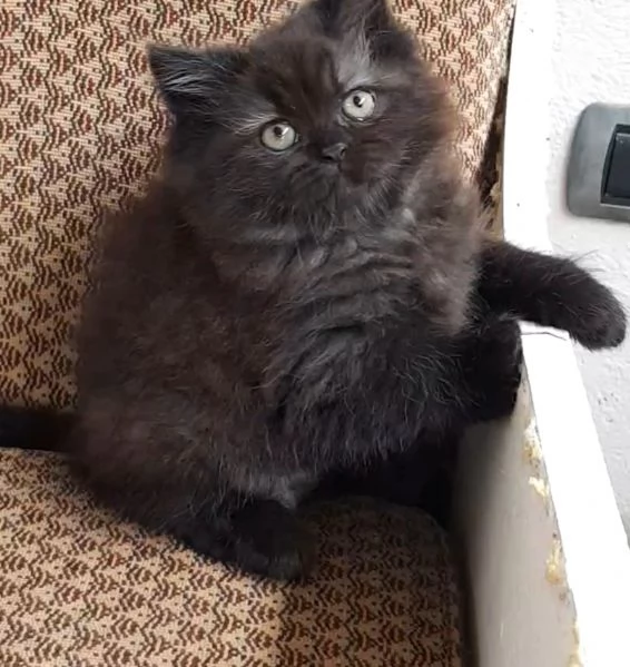 Cucciola di persiani femmina  | Foto 6