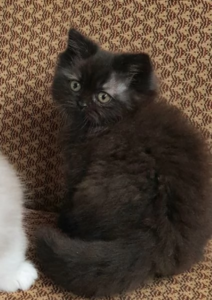 Cucciola di persiani femmina  | Foto 4