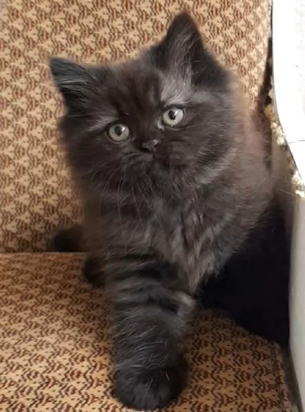Cucciola di persiani femmina  | Foto 3