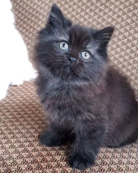 Cucciola di persiani femmina 