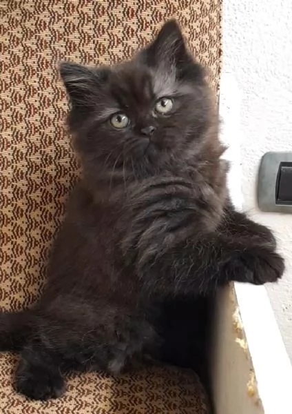 Cucciola di persiani femmina  | Foto 2