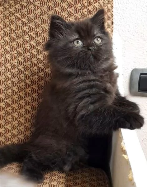 Cucciola di persiani femmina  | Foto 1