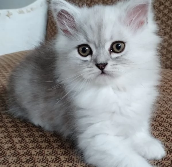 Cucciolo di persiani normotipici chinchilla  MASCHIO