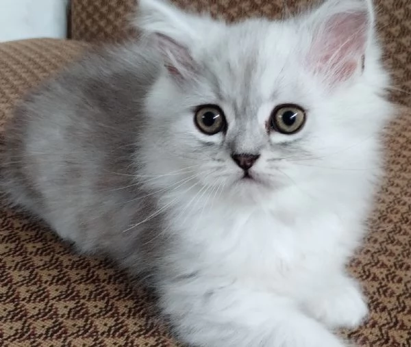 Cucciolo di persiani normotipici chinchilla  MASCHIO | Foto 5