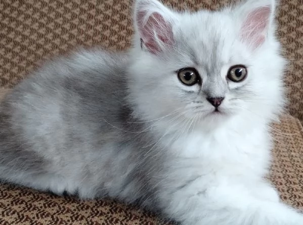Cucciolo di persiani normotipici chinchilla  MASCHIO | Foto 4