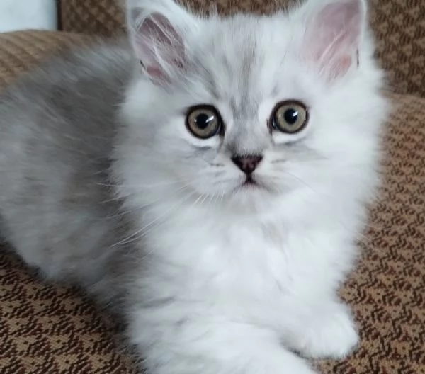 Cucciolo di persiani normotipici chinchilla  MASCHIO | Foto 3