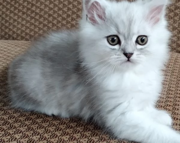 Cucciolo di persiani normotipici chinchilla  MASCHIO | Foto 2