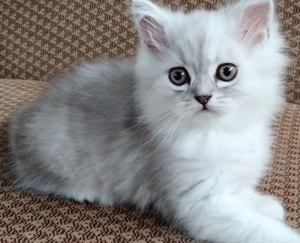 Cucciolo di persiani normotipici chinchilla  MASCHIO | Foto 1